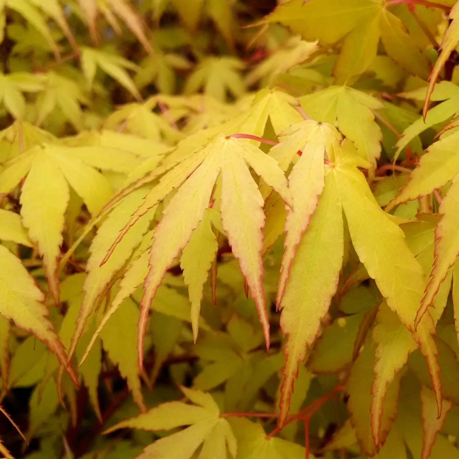 Fächerahorn 'Katsura' - Frühling in Orange