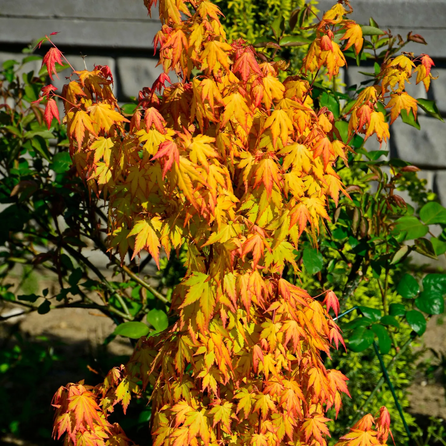Fächerahorn 'Orange Dream' - Leuchtorange im Frühling