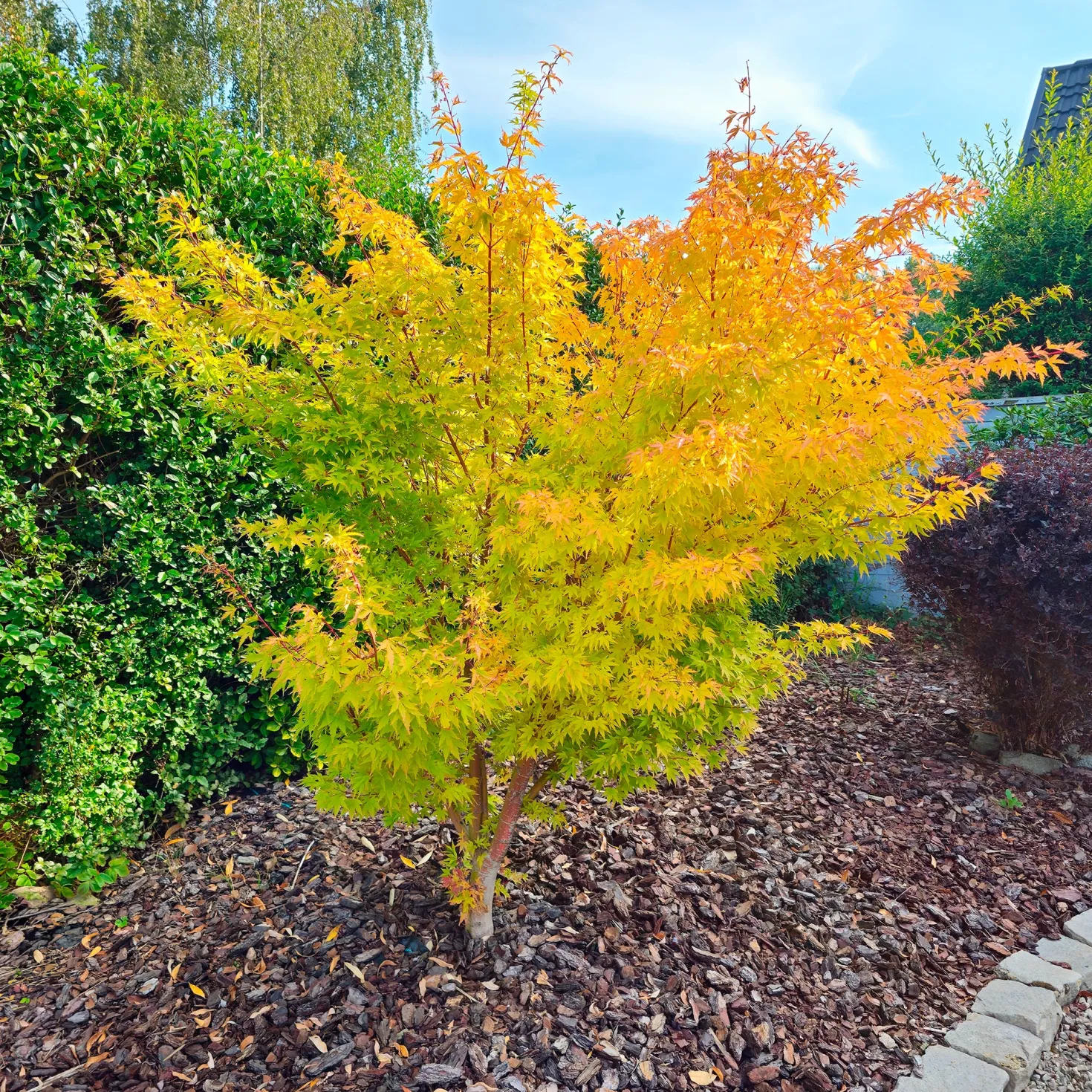 Fächerahorn 'Orange Dream' - Leuchtorange im Frühling