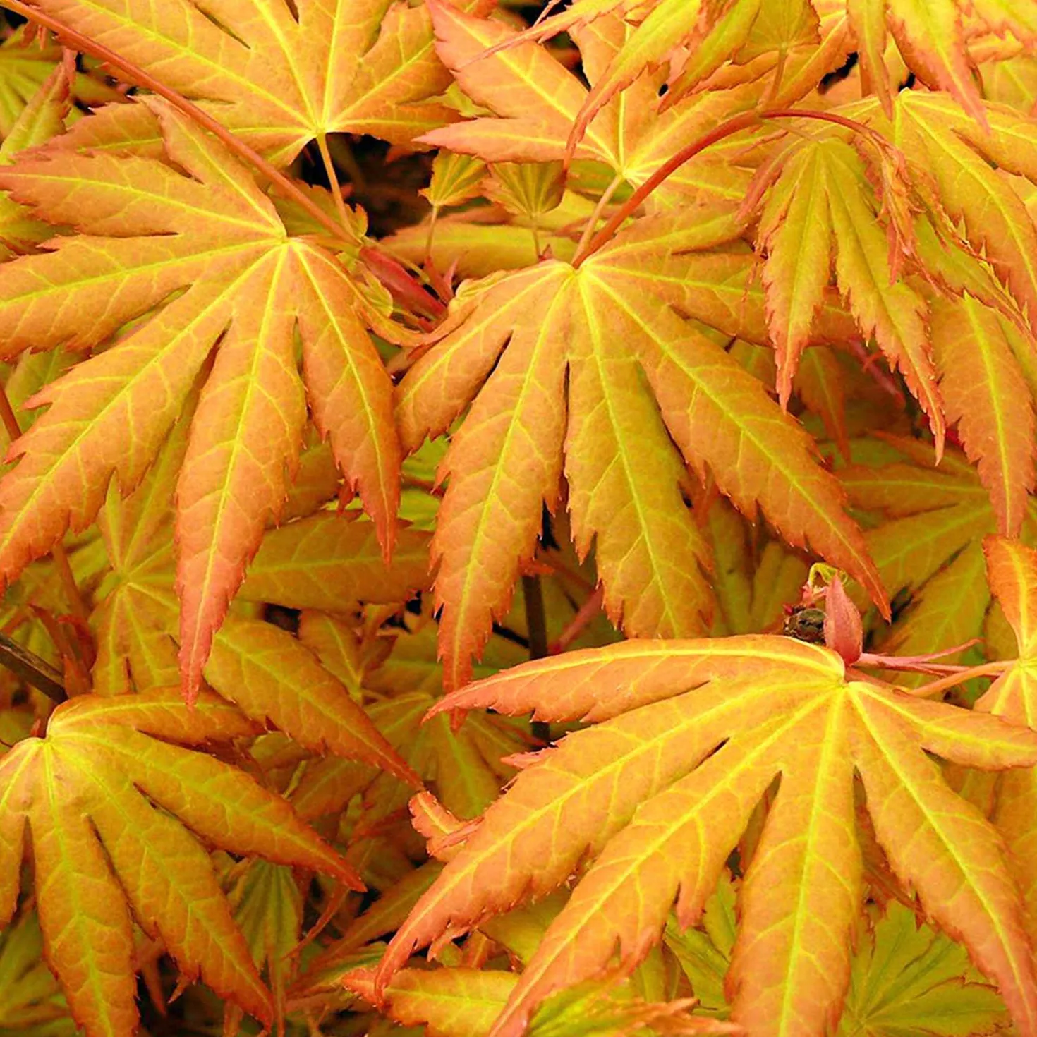 Fächerahorn 'Orange Dream' - Leuchtorange im Frühling