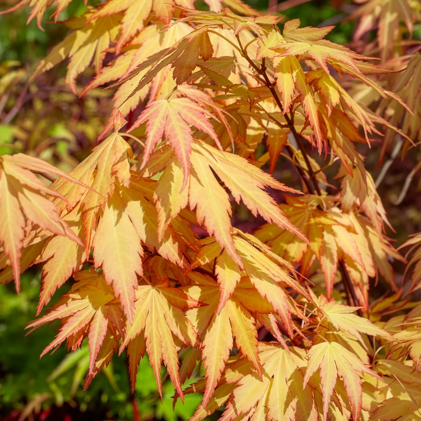 Fächerahorn 'Orange Dream' - Leuchtorange im Frühling
