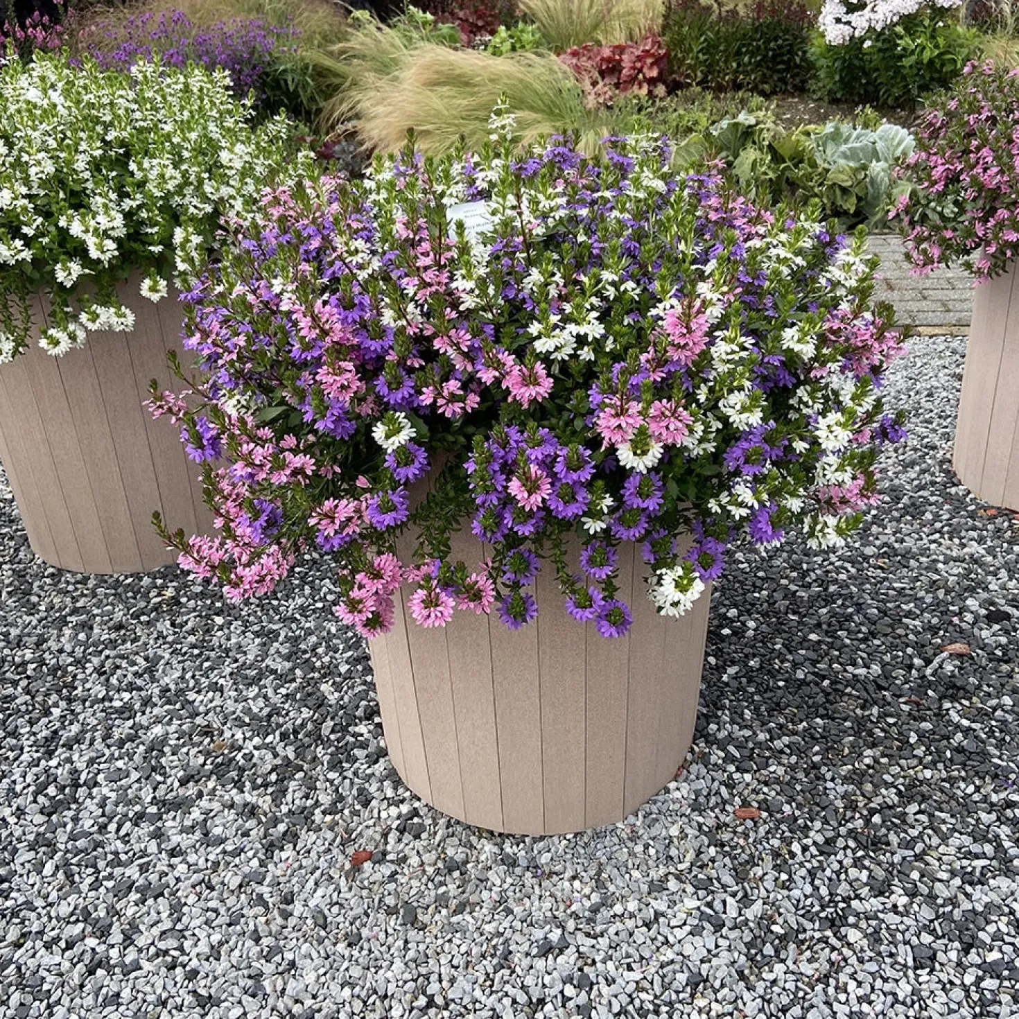 Fächerblumen gemischt (x3) - Blüten den ganzen Sommer