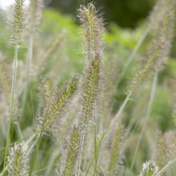 Federborstengras 'Herbstzauber' - Herbstzauber im Garten