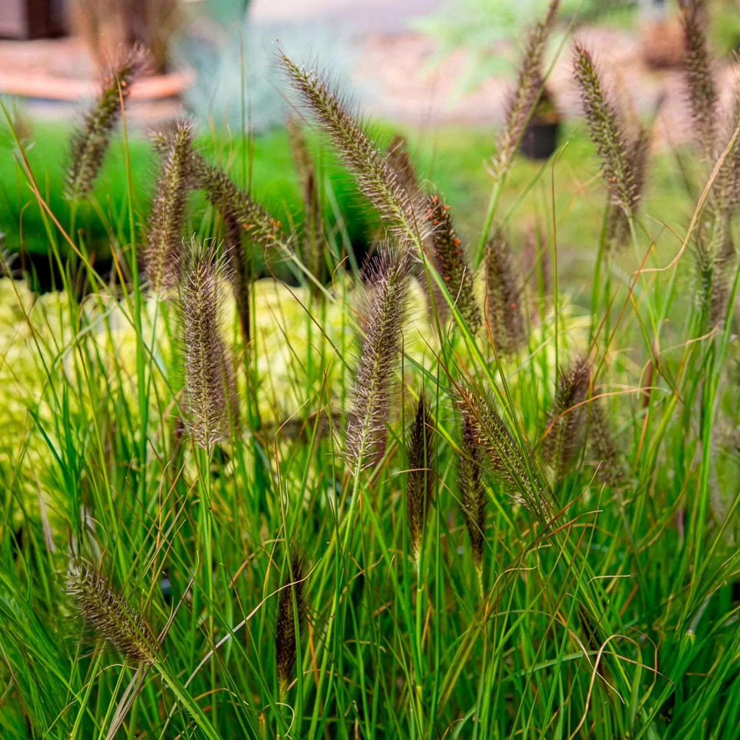 Federborstengras 'Moudry' - Dunkle Blüten, große Wirkung
