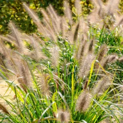 Federborstengras 'Moudry' - Dunkle Blüten, große Wirkung