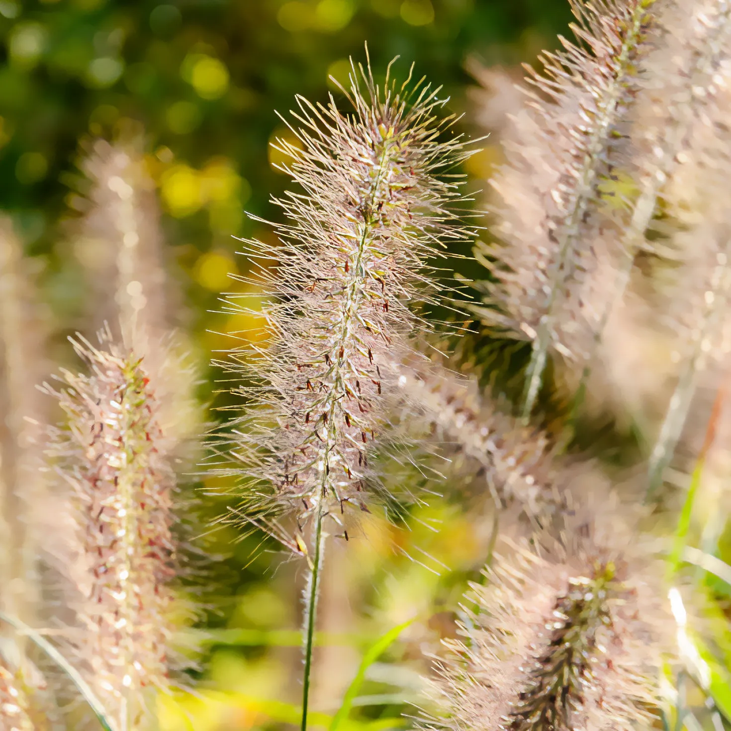 Federborstengras 'Moudry' - Dunkle Blüten, große Wirkung