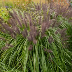 Federborstengras 'Moudry' - Dunkle Blüten, große Wirkung