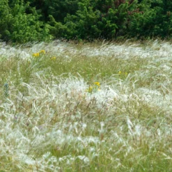 Federgras - Wind sichtbar gemacht