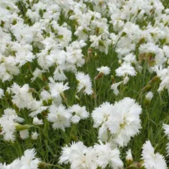 Feder Nelke 'Alba Plenus' - Weiße Blüten voller Duft
