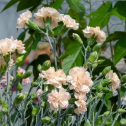 Feder-Nelke Devon Cream - Cremeweiß und duftend