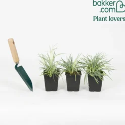 Federnelke 'Doris' (x3) - Duftende Blüten den ganzen Sommer