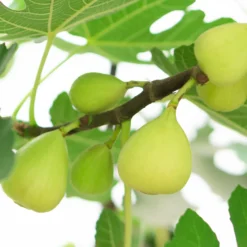 Feige ‘Blanche d’Argenteuil’ - Süße Feigen ganz einfach