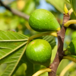 Feige 'Goutte d'Or' - Süße Feigen zweimal im Jahr