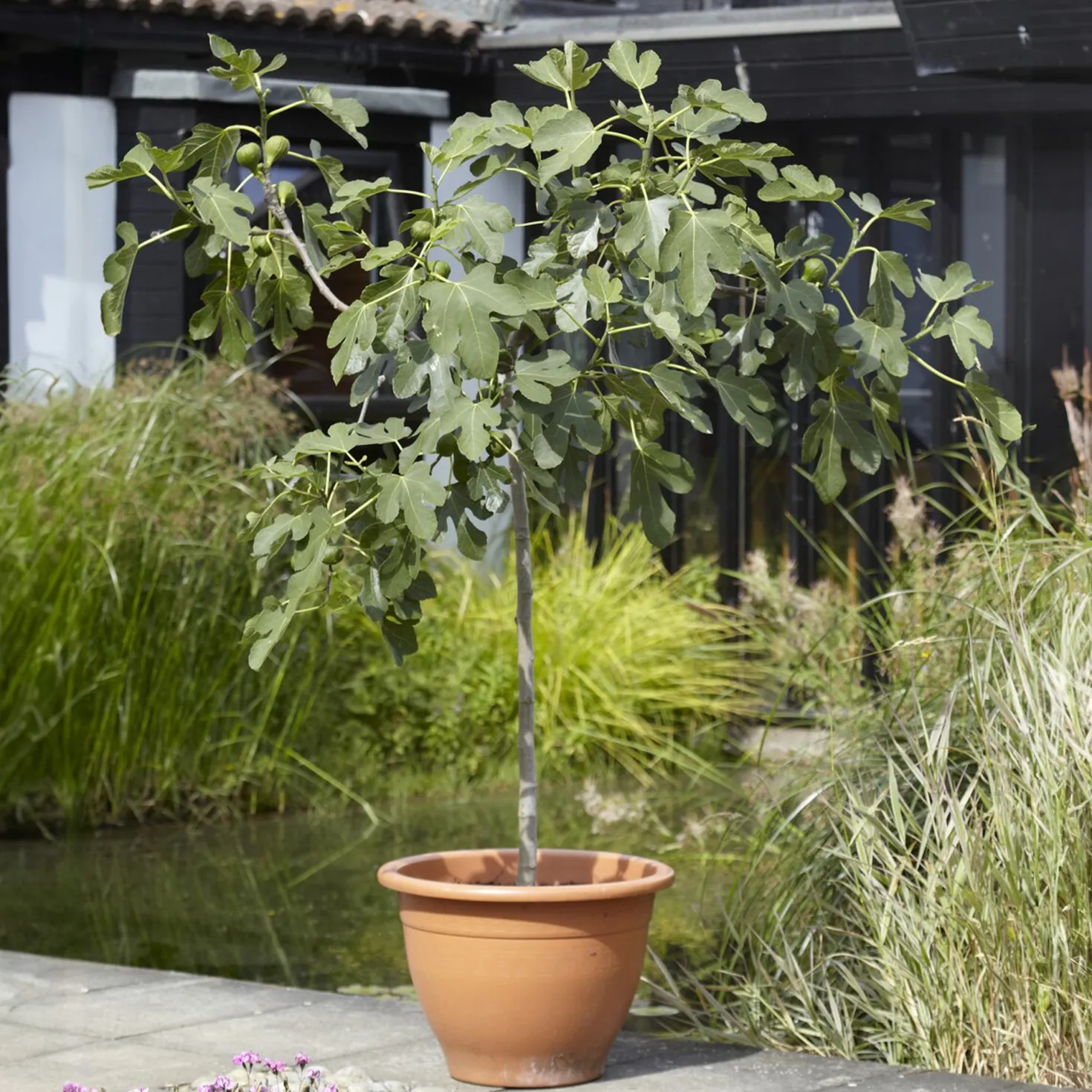 Feigenbaum auf Stamm - Süße Feigen aus dem Kübel