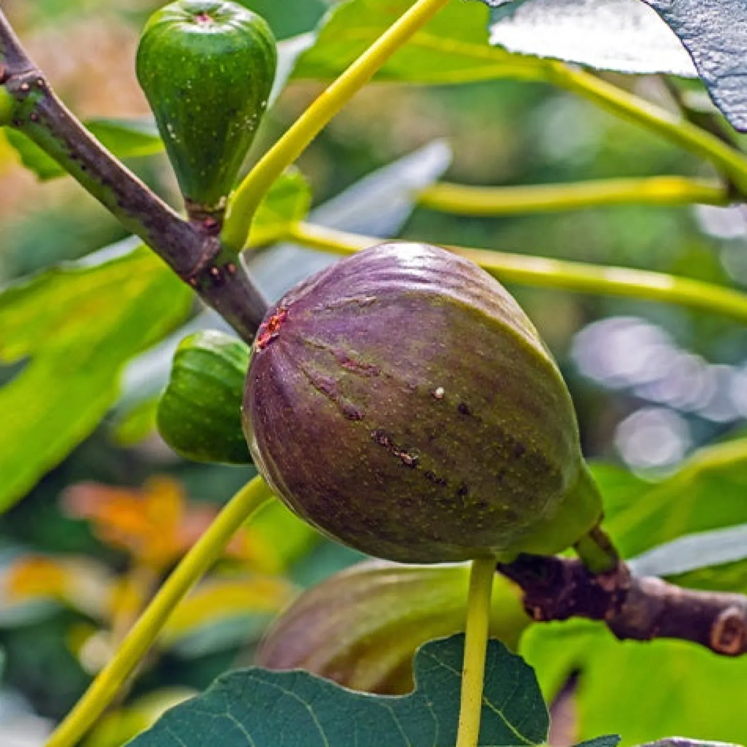 Feigenbaum auf Stamm - Süße Feigen aus dem Kübel