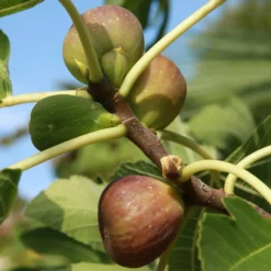 Feigenbaum auf Stamm - Süße Feigen aus dem Kübel