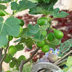 Feigenbaum Ficus carica 'Perretta' - grün-braun - Winterhart - Süße Feigen ganz einfach
