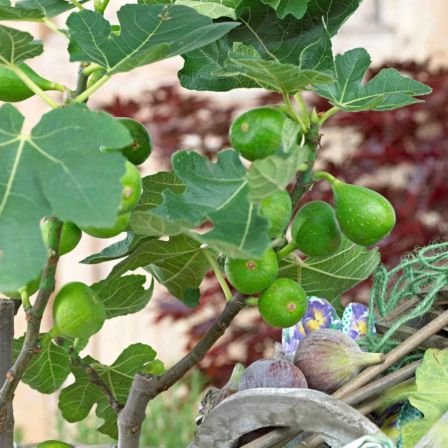 Feigenbaum Ficus carica 'Perretta' - grün-braun - Winterhart - Süße Feigen ganz einfach