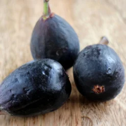 Feige 'Noire de Caromb' - Süße Feigen frisch vom Baum