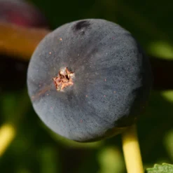 Feige ‘Ronde de Bordeaux’ - Süße Feigen ohne Aufwand