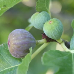 Feige ‘Rouge de Bordeaux’ - Süße Feigen aus dem Garten