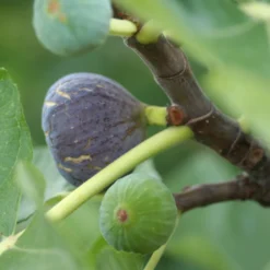 Feige ‘Rouge de Bordeaux’ - Süße Feigen aus dem Garten