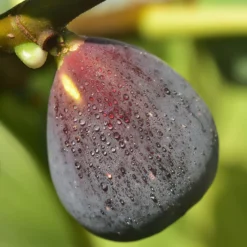 Feige ‘Violette d’Argenteuil’ - Süße Feigen direkt vom Balkon