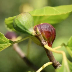 Feige Violette Dauphine - Zwei Ernten pro Jahr