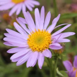 Feinstrahl 'Lavender Lady' - Blüht ohne Pause