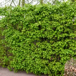 Feldahorn (x10) - Dichte Hecke ganz einfach