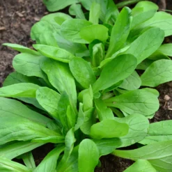 Feldsalat Bio - Frisch geerntet bis Winter