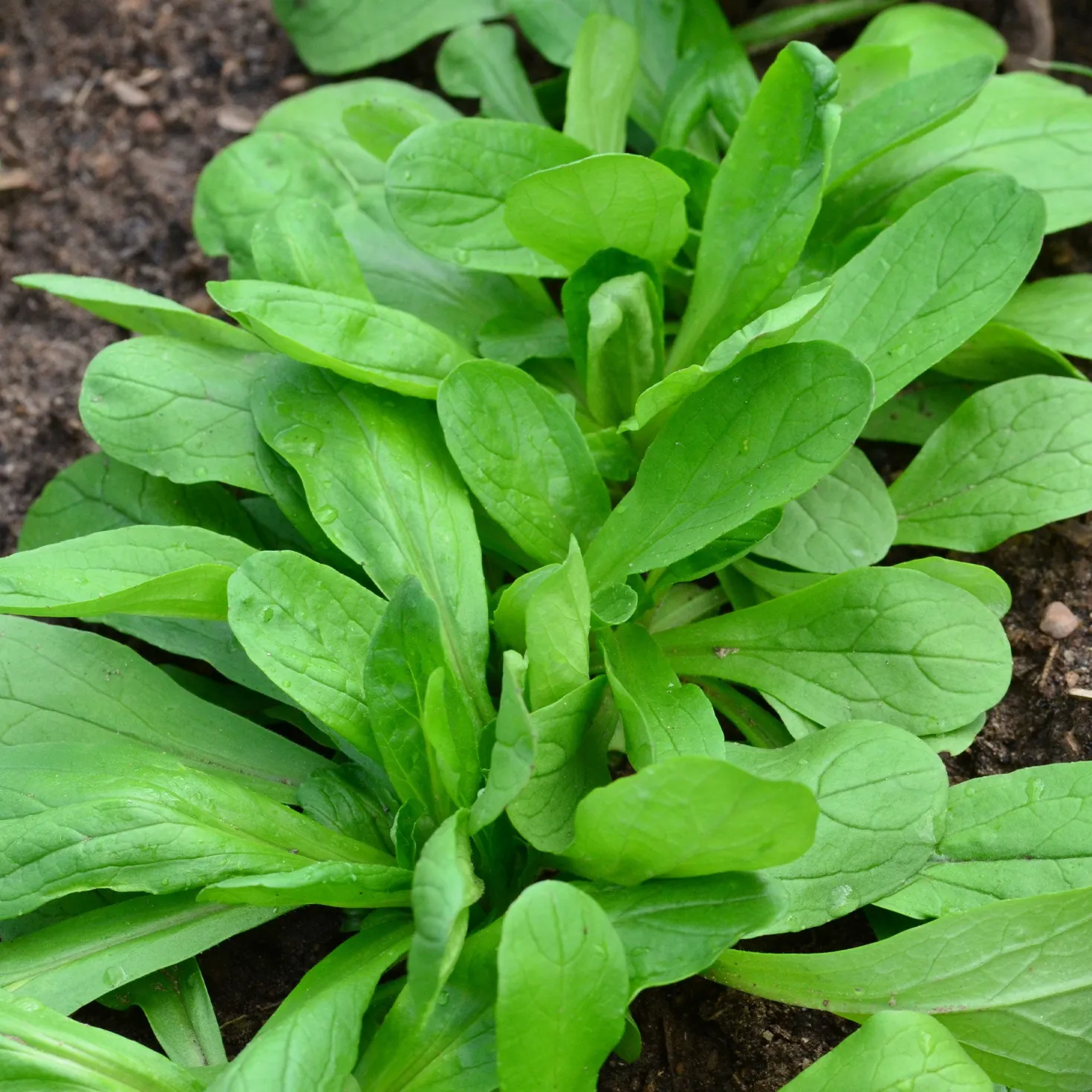 Feldsalat Bio - Frisch geerntet bis Winter