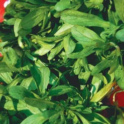 Feldsalat Bio - Frisch geerntet bis Winter