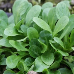 Feldsalat ‘Favor’ - Frisch geerntet im Winter