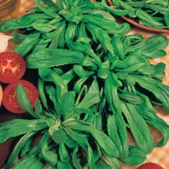 Feldsalat, großkörnig (holländische) - Frisch geerntet im Winter