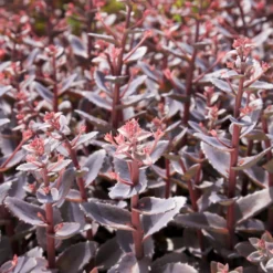 Fetthenne 'Chocolate Cherry' - Dunkles Laub, echter Blickfang