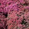 Fetthenne SunSparkler Dazzleberry - Farbwunder ohne Mühe