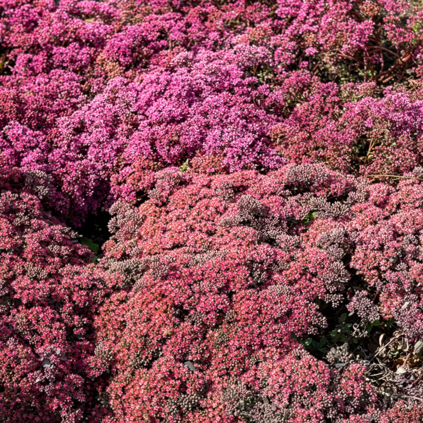 Fetthenne SunSparkler Dazzleberry - Farbwunder ohne Mühe