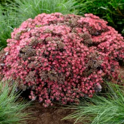 Fetthenne SunSparkler Dazzleberry - Farbwunder ohne Mühe