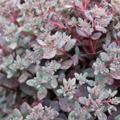 Fetthenne SunSparkler Dazzleberry - Farbwunder ohne Mühe