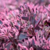 Fetthenne SunSparkler Dream Dazzler - Farbe ohne Gießstress