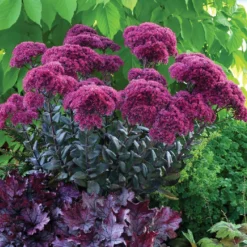 Fetthenne ‘Thunderhead’ - Herbstblüte ganz easy