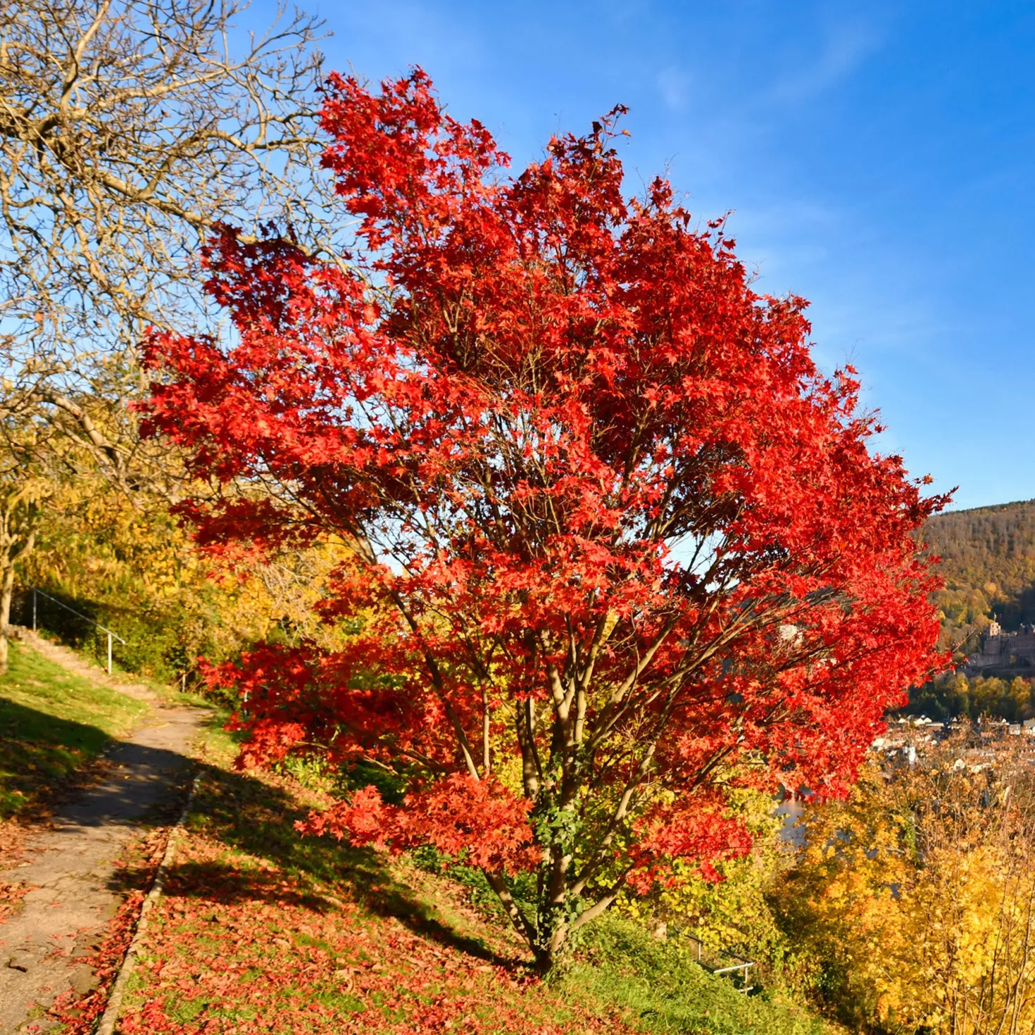 Feuerahorn - Flammendes Herbstfeuer