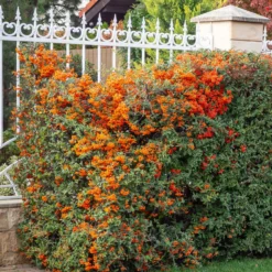 Feuerdorn ‘Saphyr Orange’® - Grün, Blüten und Beeren