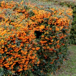 Feuerdorn ‘Saphyr Orange’® - Grün, Blüten und Beeren
