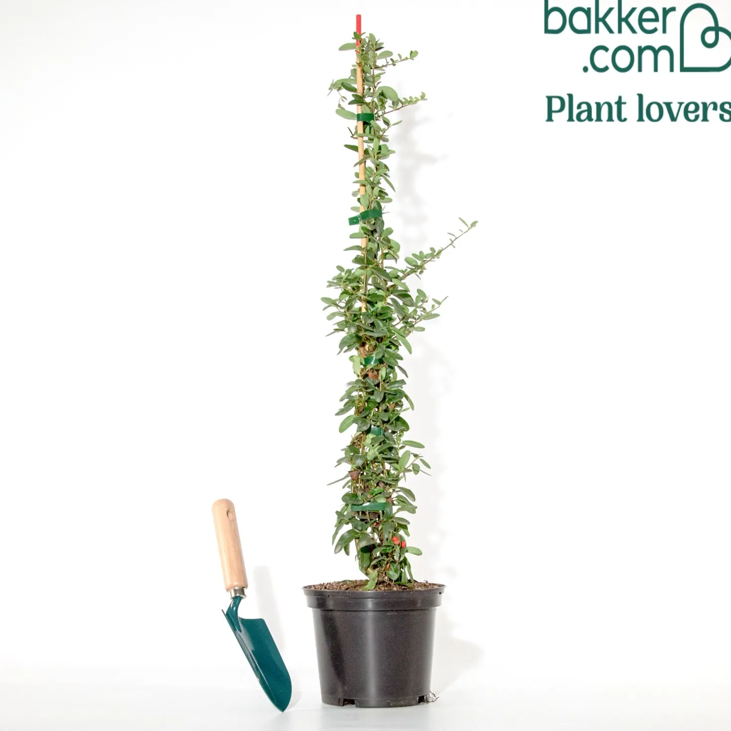 Feuerdorn ‘Saphyr® Rouge Cadrou’ - Rote Beeren, dichter Sichtschutz
