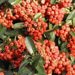 Feuerdorn ‘Saphyr® Rouge Cadrou’ - Rote Beeren, dichter Sichtschutz