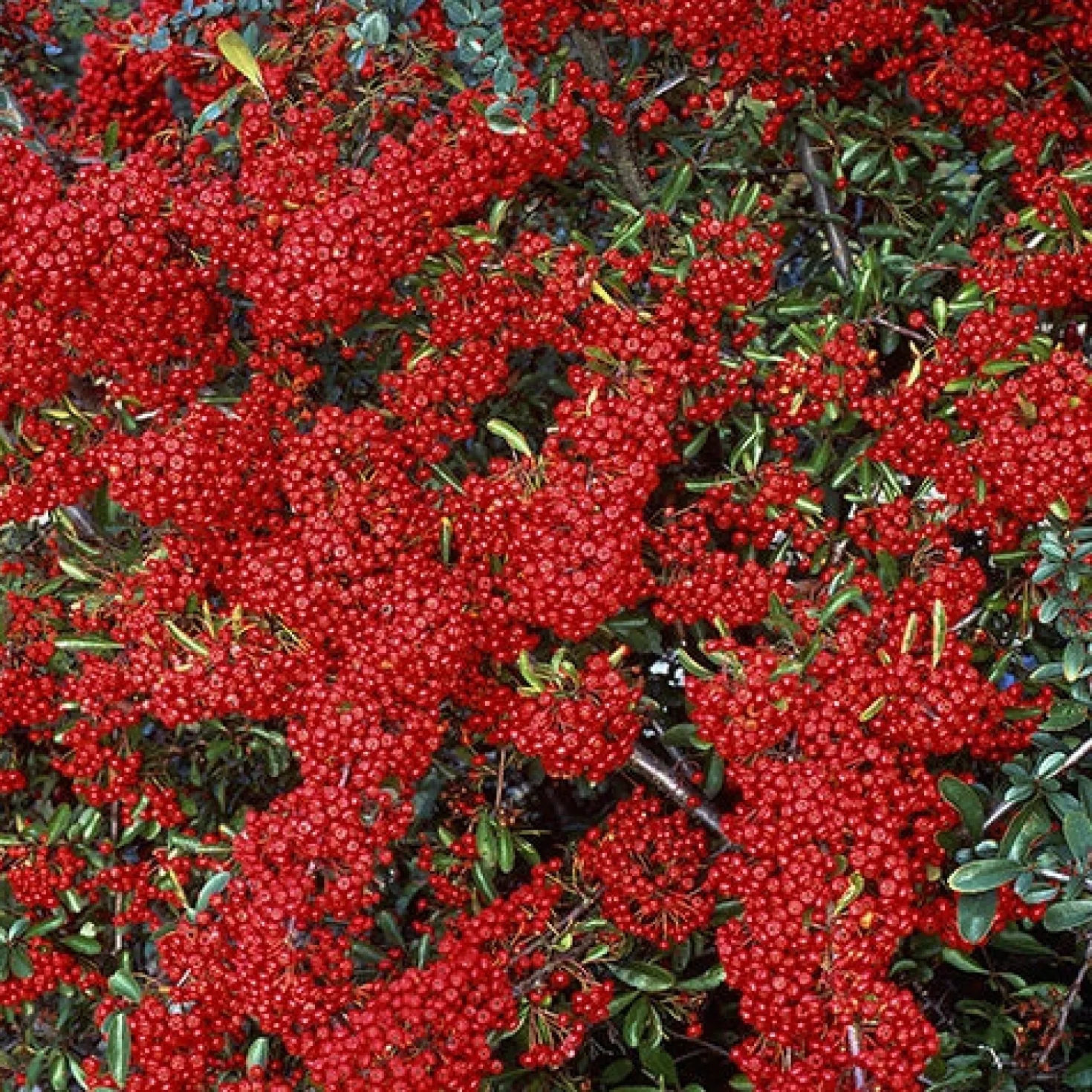 Feuerdorn ‘Saphyr® Rouge Cadrou’ - Rote Beeren, dichter Sichtschutz