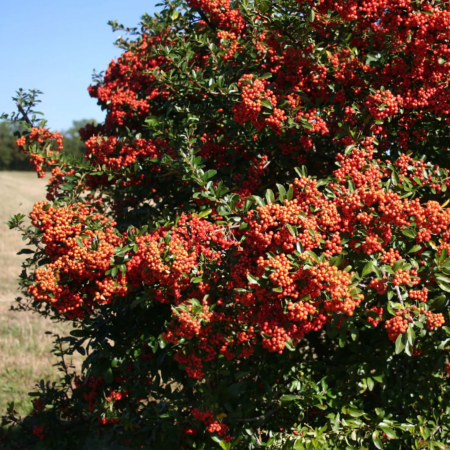 Feuerdorn ‘Saphyr Rouge’ (x3) - Rote Beeren den Winter über