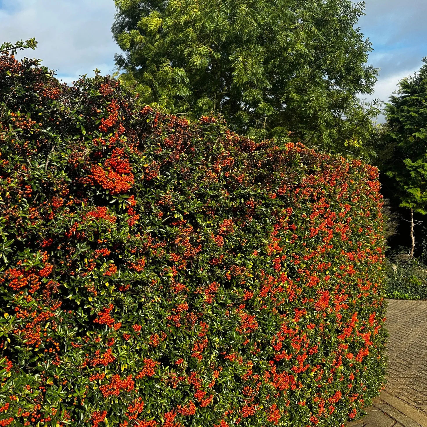 Feuerdorn ‘Saphyr Rouge’ (x3) - Rote Beeren den Winter über
